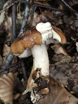 Image of Tricholoma ustale (Fr.) P. Kumm. 1871