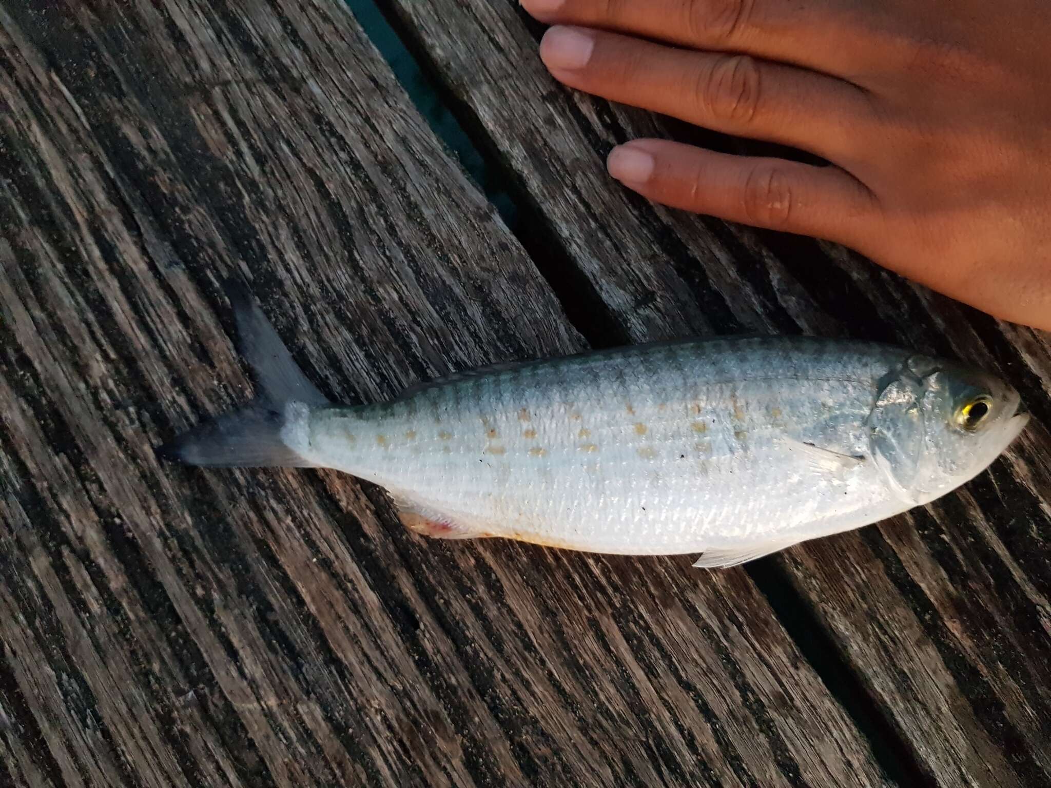 Image of Australian herring