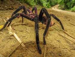 Image of Columbian lesserblack tarantula