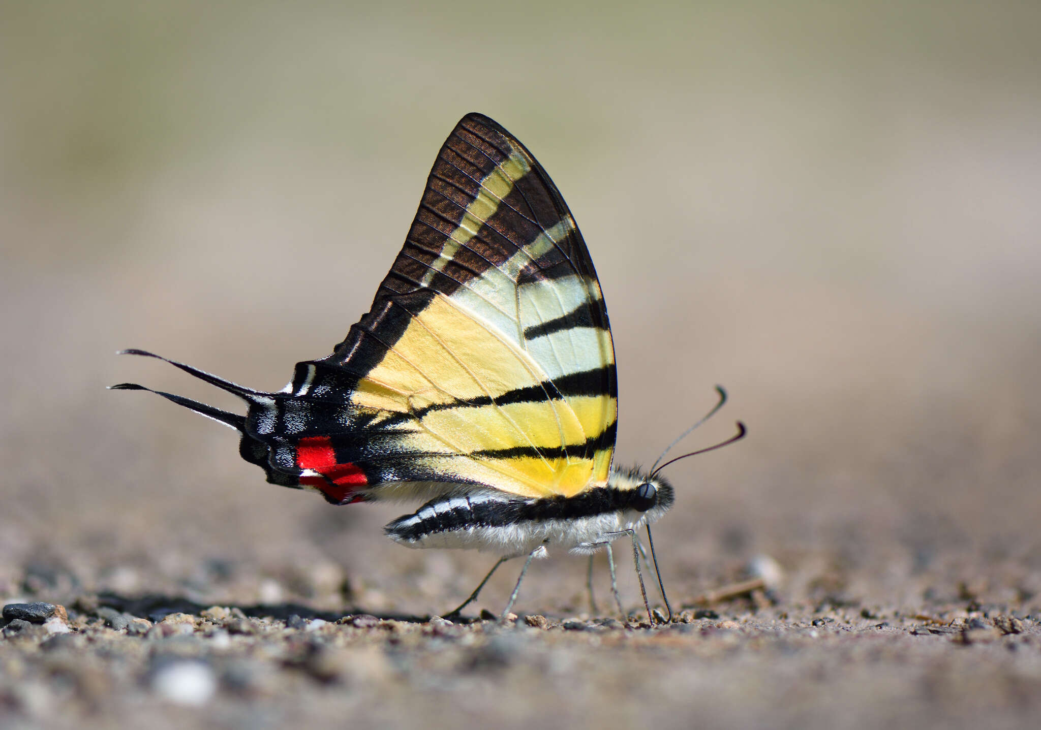 Sivun Graphium stratiotes (Grose-Smith 1887) kuva