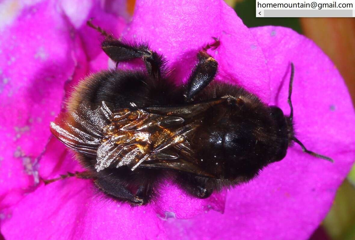 Image of Bombus koreanus (Skorikov 1933)