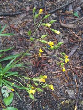 Image de Hieracium compositum Lapeyr.