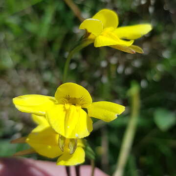 Plancia ëd Diuris monticola D. L. Jones