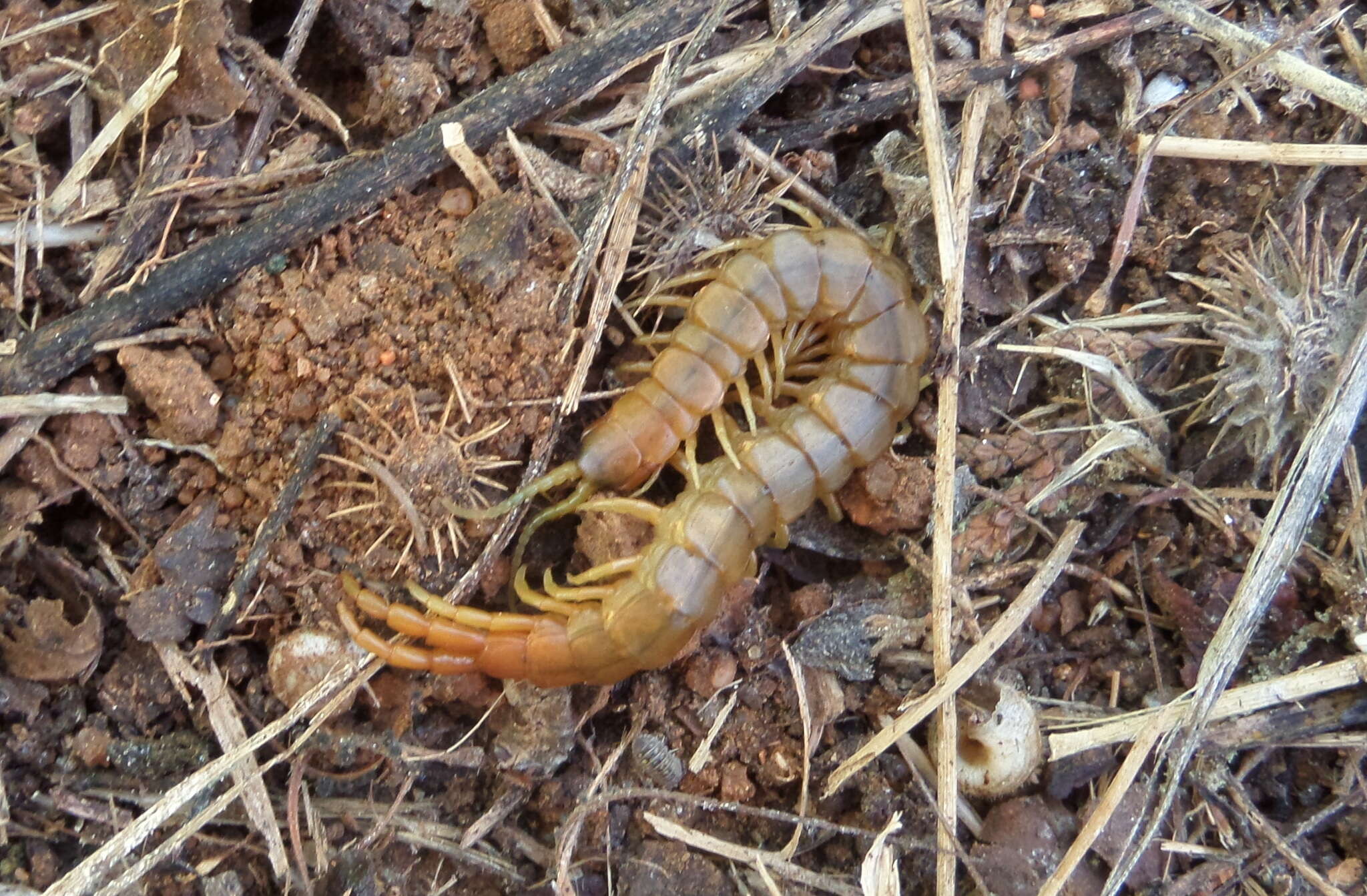 Imagem de Scolopendra oraniensis Lucas 1846