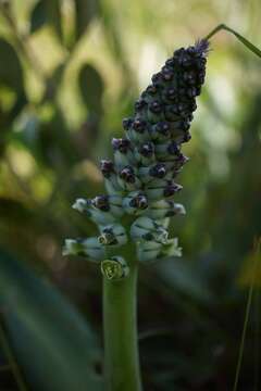 Image of Lachenalia variegata W. F. Barker