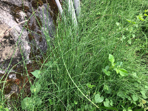 Image of Equisetum ramosissimum subsp. debile (Roxb. ex Vaucher) Hauke