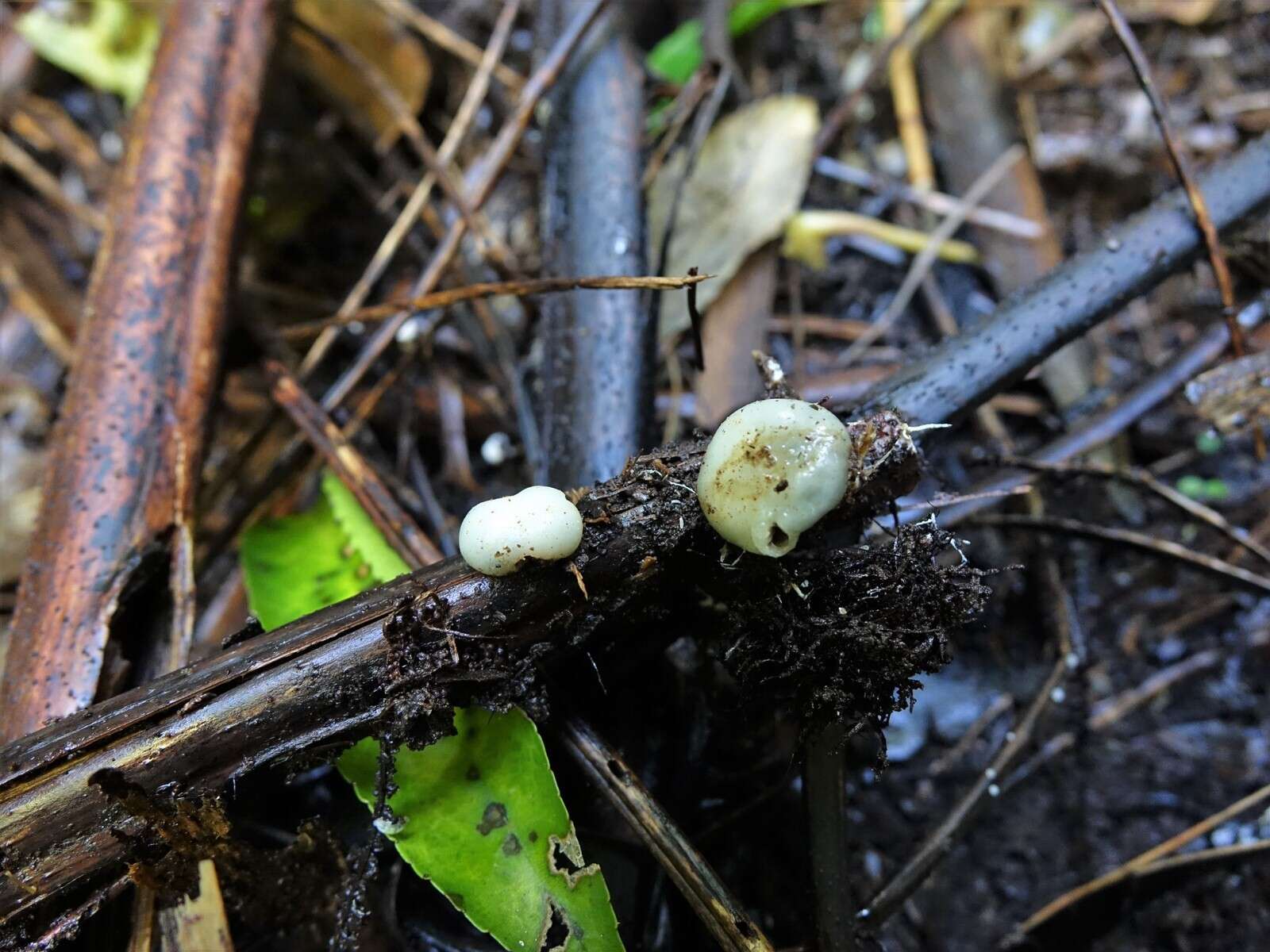 Image of Psilocybe weraroa Borovička, Oborník & Noordel. 2011