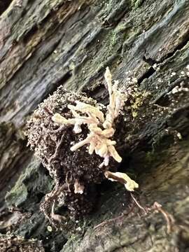 Image of <i>Cordyceps fumosorosea</i>