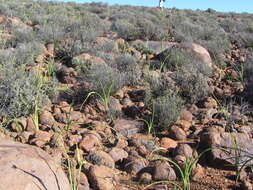 Image of Cheiridopsis namaquensis (Sonder) Hartmann