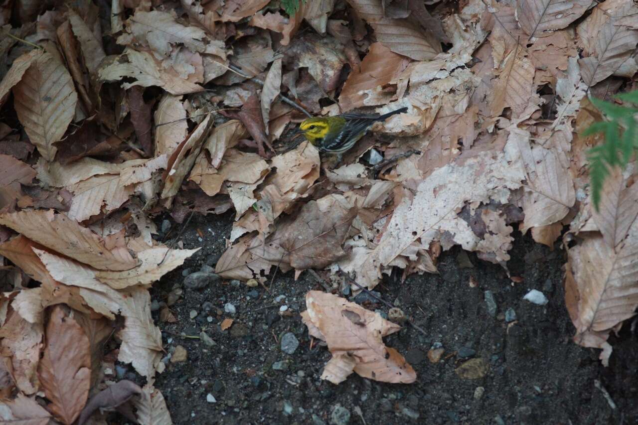Image of Black-throated Green Warbler