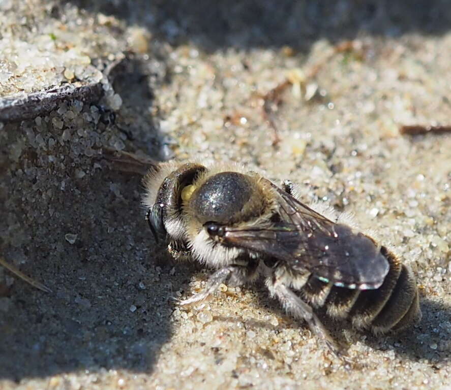 Image of Mason bee