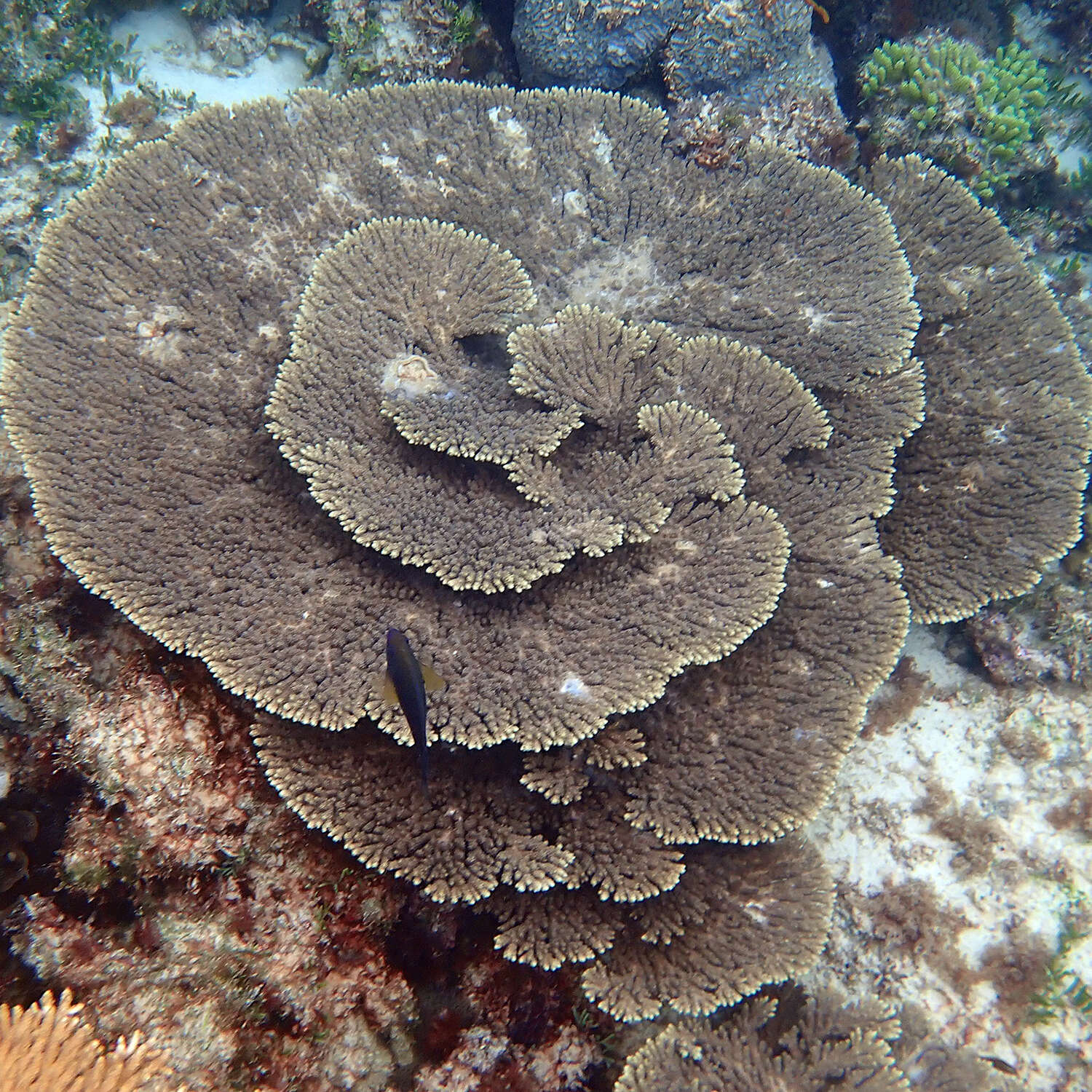 Image of Acropora solitaryensis Veron & Wallace 1984