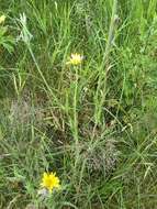 Image of Tragopogon pratensis subsp. pratensis