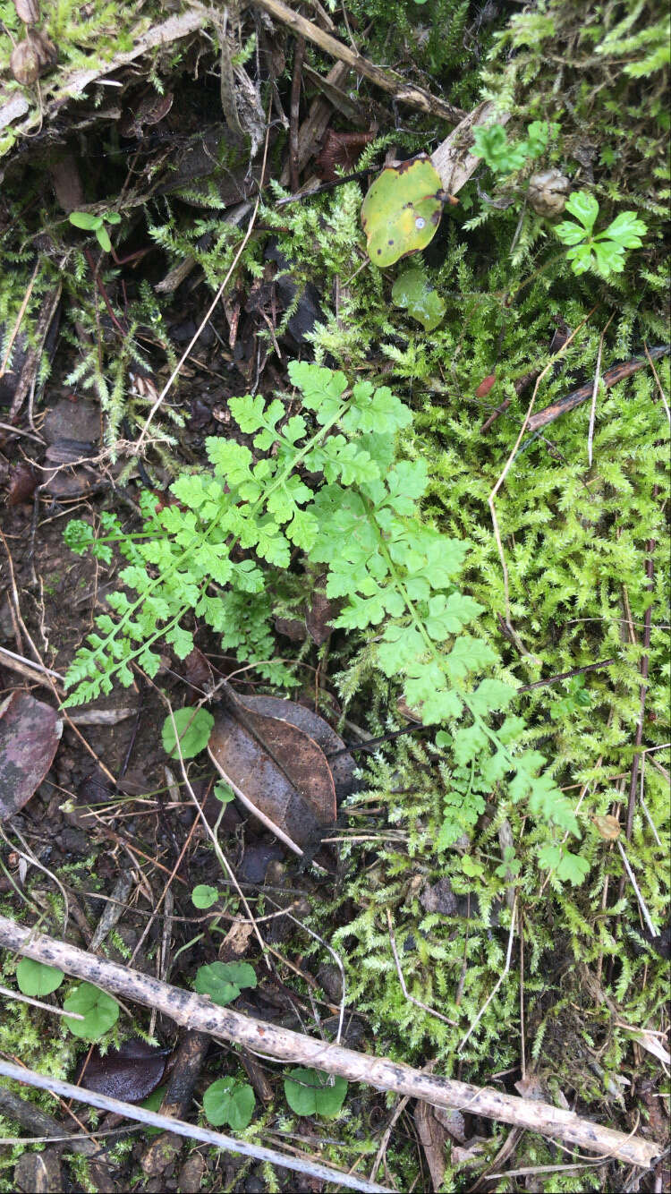 Image of Cystopteris fragilis var. apiiformis (Gand.) Blasdell