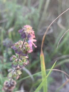 Image de Ocimum americanum L.