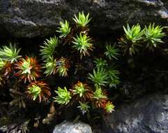 Image of pogonatum moss