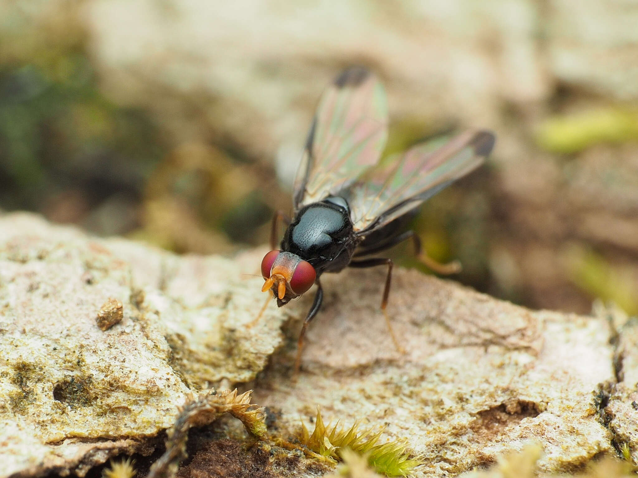 Image of Pseudoseioptera albipes (Cresson 1919)