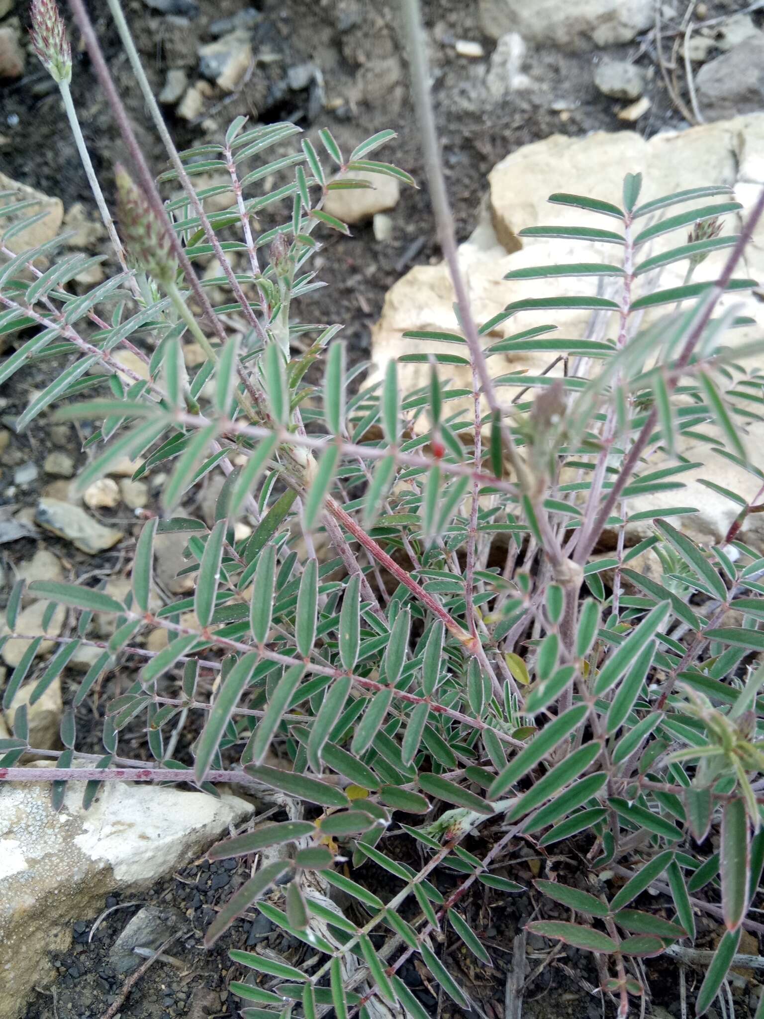 Слика од Onobrychis alba subsp. mairei (Sirj.) Maire