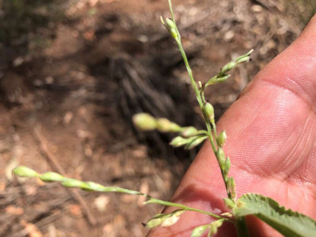 Plancia ëd Brachiaria foliosa (R. Br.) Hughes