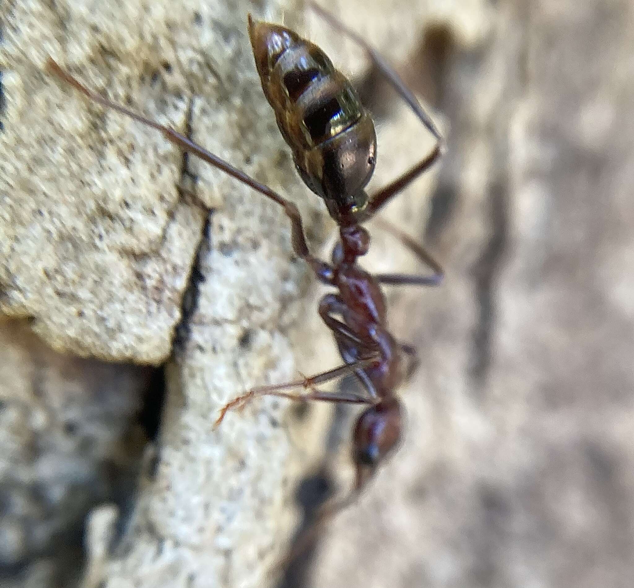 Image of Myrmecia regularis Crawley 1925