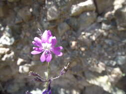 Imagem de Schizanthus laetus Phil.