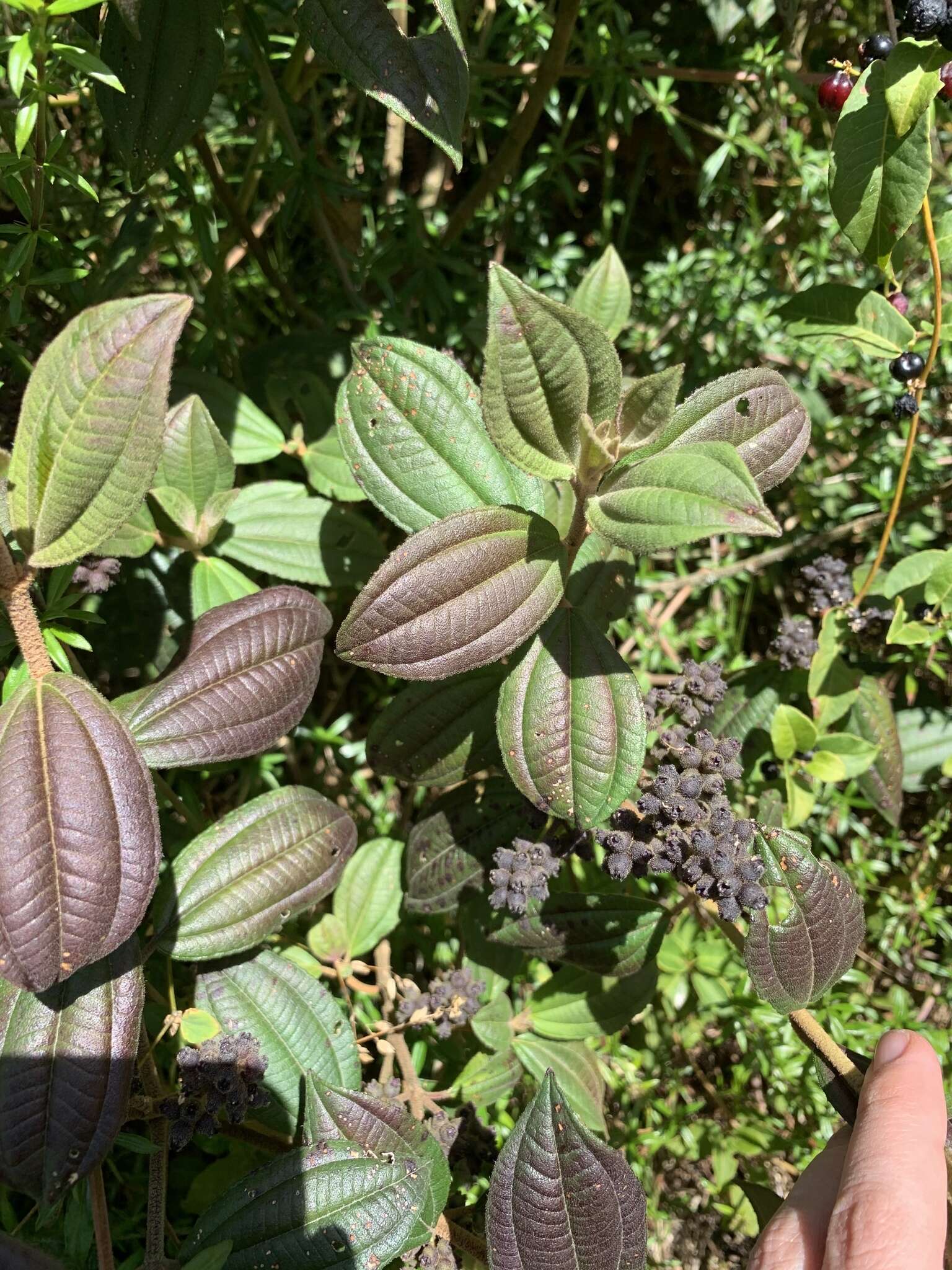 Image of Miconia cataractae Triana