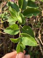 Image of Solanum pelagicum Bohs