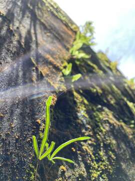 Image of Pteris ryukyuensis Tag.