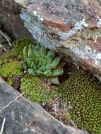 Image de Haworthia marumiana Uitewaal