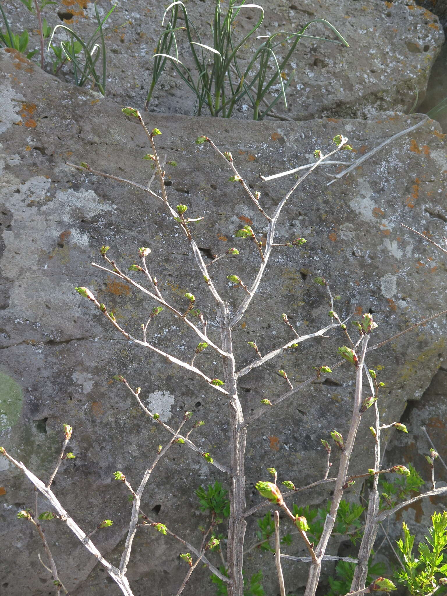 Image of Large-fruited Elm