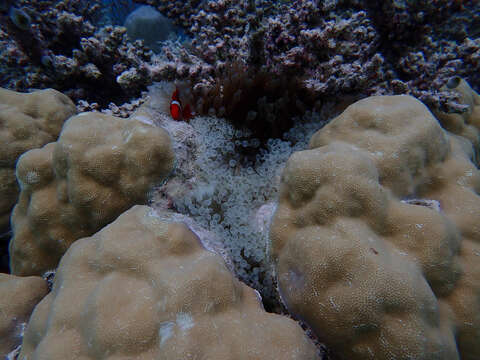 Image of Damselfish