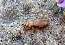 Слика од Harpalus (Harpalus) flavescens (Piller & Mitterpacher 1783)