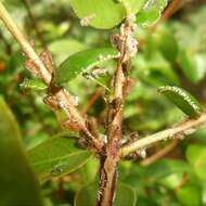 Image of Leioscyta spiralis Haviland