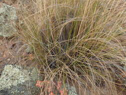 Image of Tenaxia stricta (Schrad.) N. P. Barker & H. P. Linder