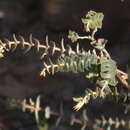 Image of Macrostylis barbigera (L. fil.) Bartl. & Wendl. fil.