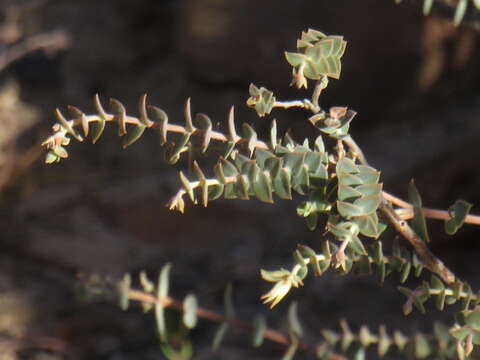 Image of Macrostylis barbigera (L. fil.) Bartl. & Wendl. fil.