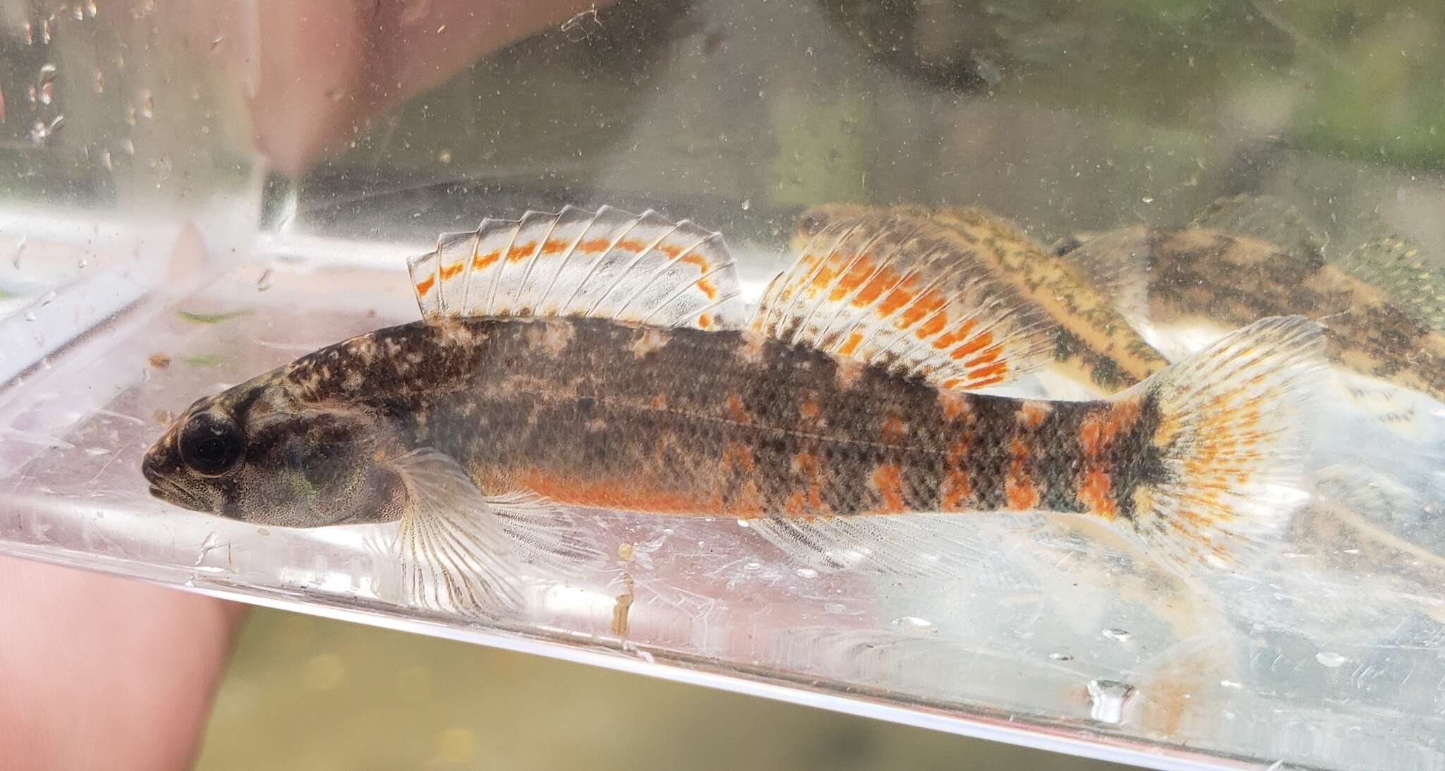 Image of Mud Darter