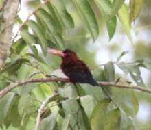 Image of Chestnut Jacamar