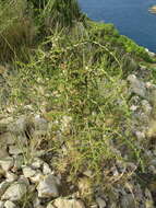 Image of Asparagus acutifolius L.