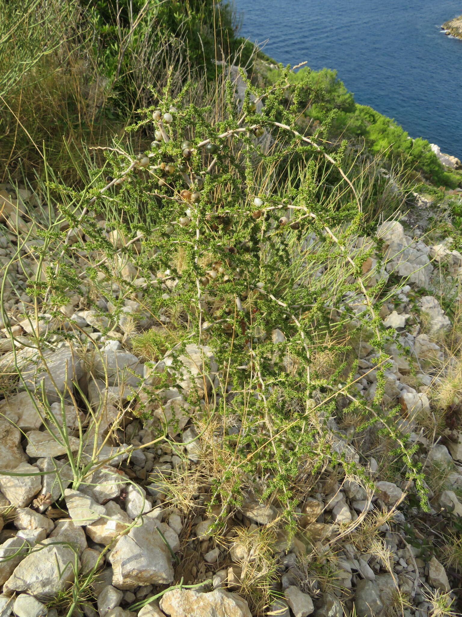 Image of Asparagus acutifolius L.