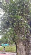 صورة Dendrobium crumenatum Sw.