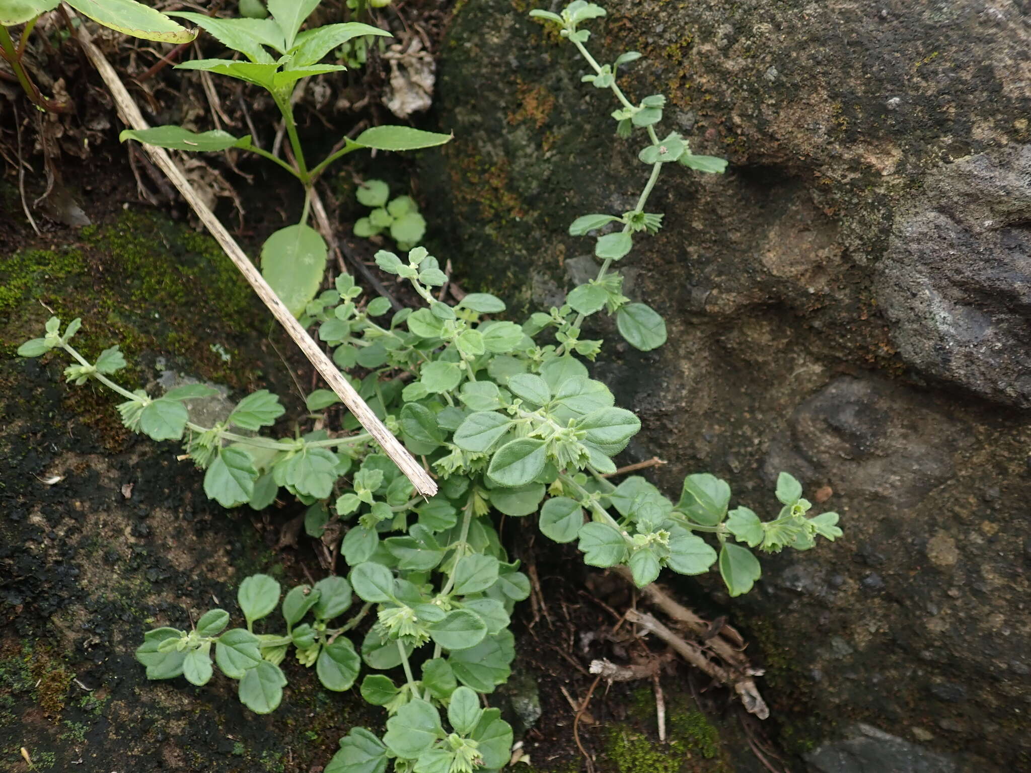 Image of Leucas chinensis (Retz.) Sm.