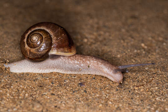 Image of Karaftohelix selskii (Gerstfeldt 1859)