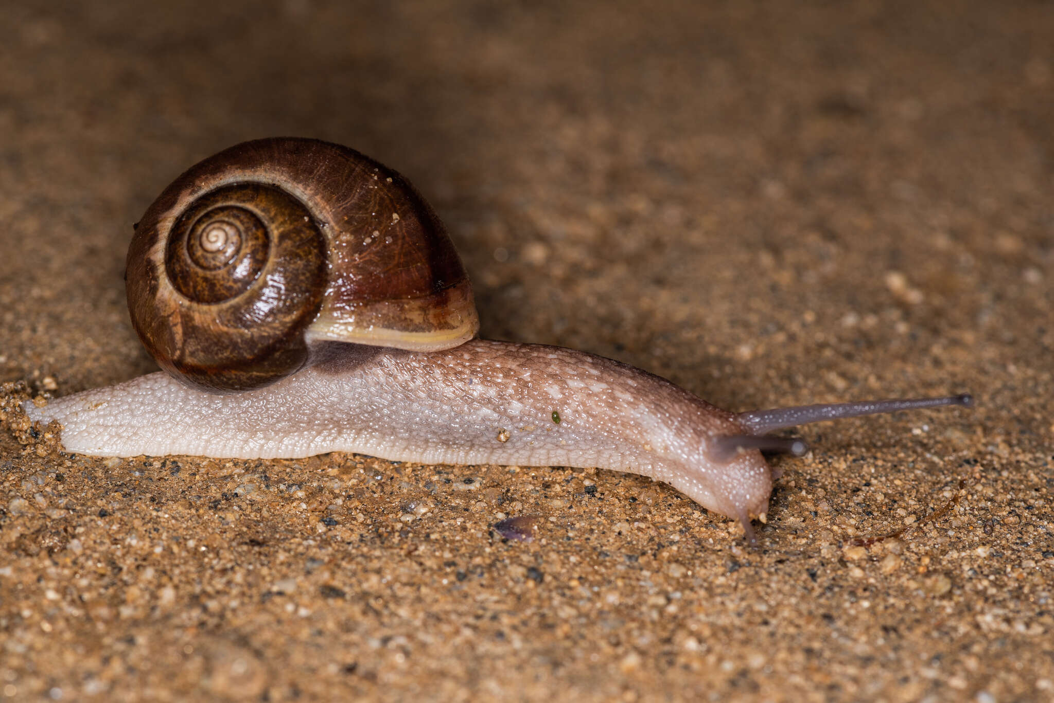 Image de Karaftohelix selskii (Gerstfeldt 1859)