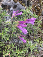 Image of Bush Penstemon