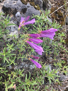 Image of Bush Penstemon