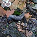 Image of Limax subalpinus Lessona 1880