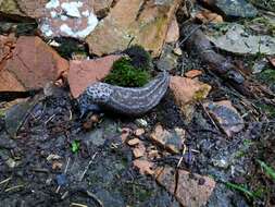 Imagem de Limax subalpinus Lessona 1880