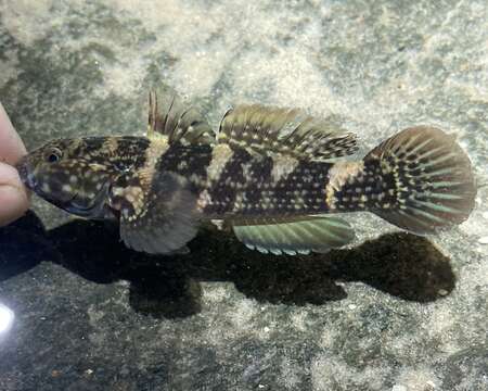 Image of Frillfin Goby