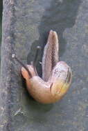 Image of Yellow-shelled semi-slugs